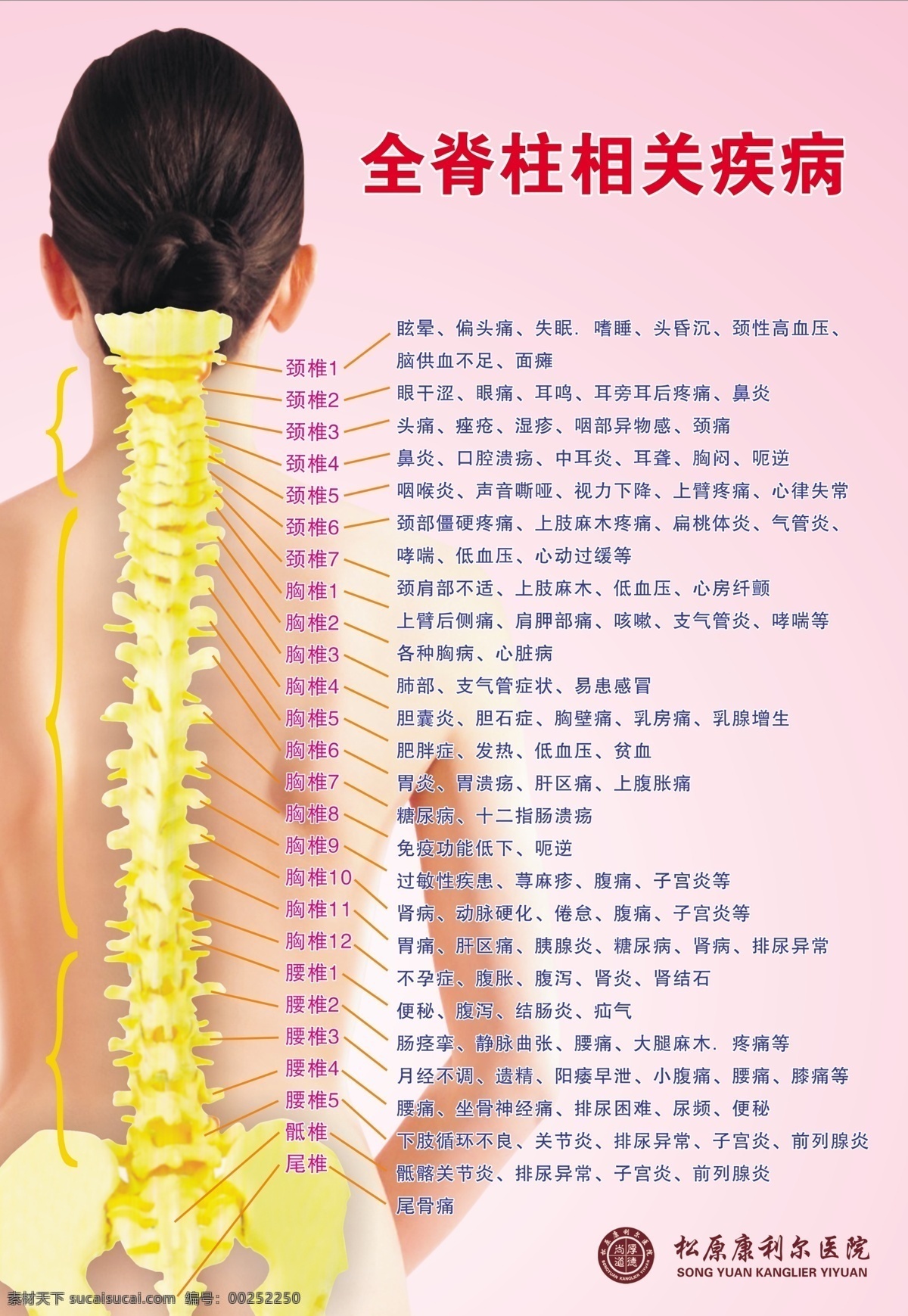 脊椎图 人体骨骼 脊椎疾病 穴位图 穴位表 气泡 分层