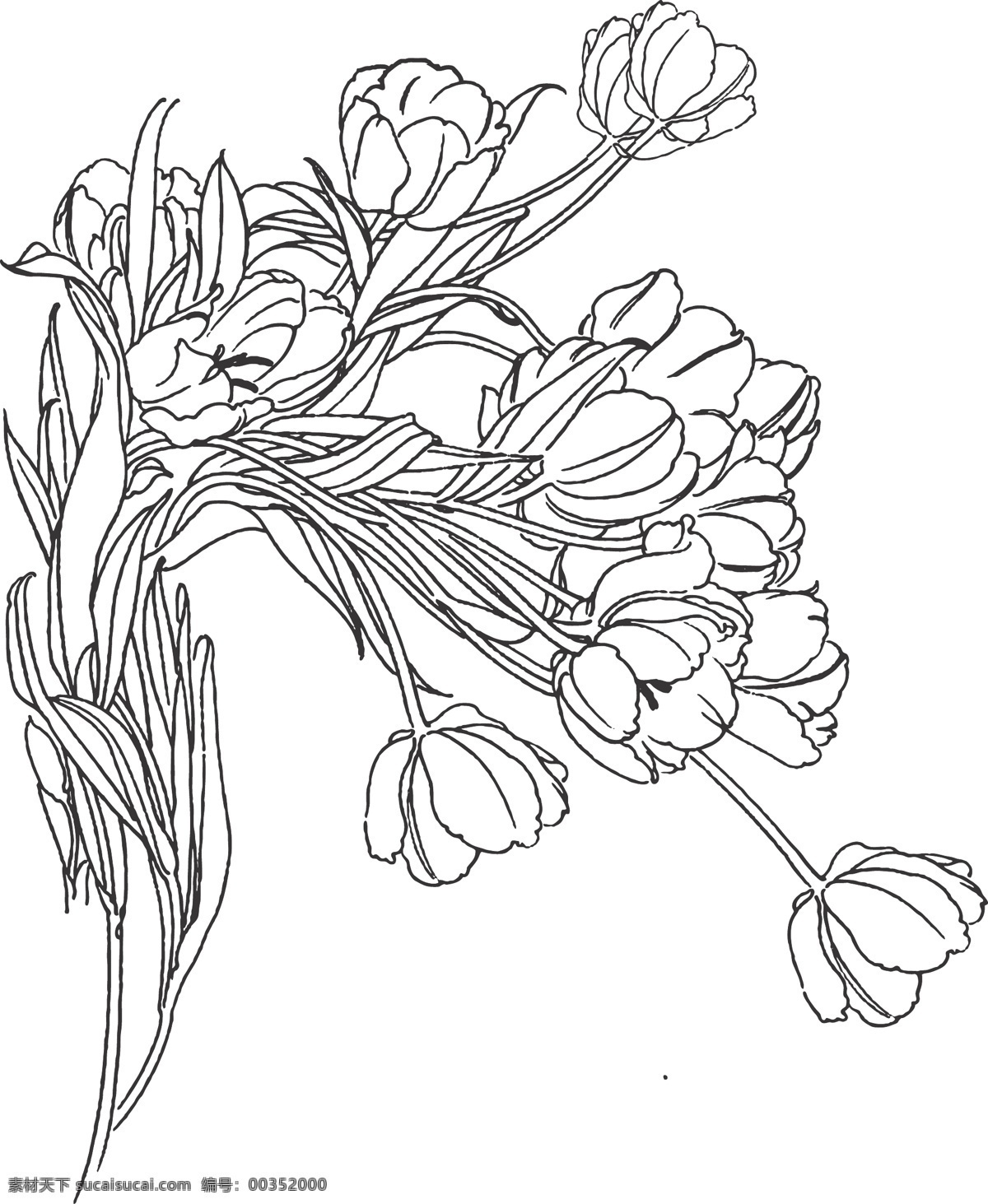 郁金香 植物 花卉 观赏 荷兰国花 草本植物 世界花后 装饰 线条 矢量 插画 白描 生物世界 花草