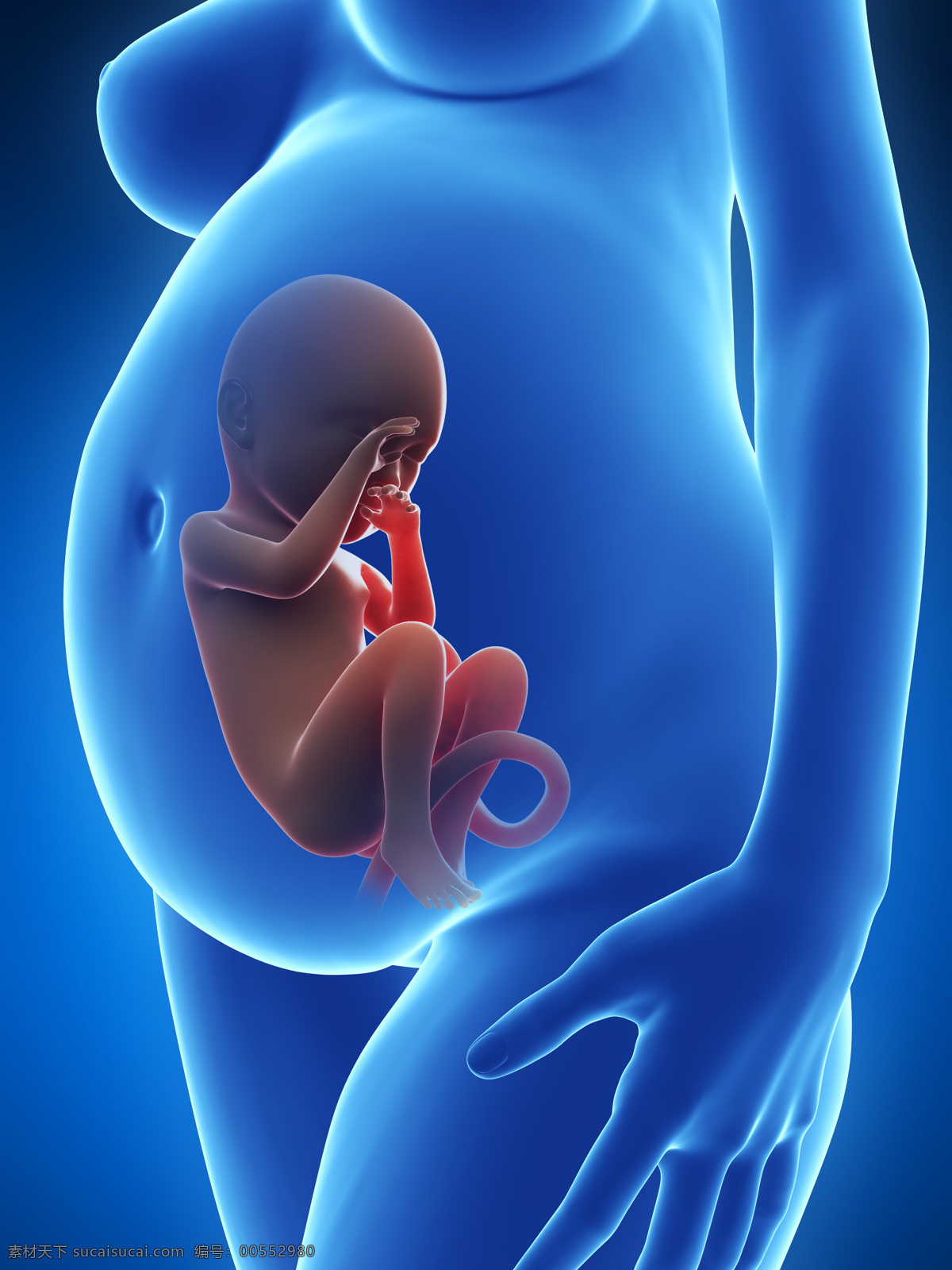 发育中的婴儿 唯美 炫酷 3d 胚胎 发育 婴儿 早期婴儿 初期婴儿 怀孕 子宫里的婴儿 产科 妇产科 早期胚胎 科学 3d设计