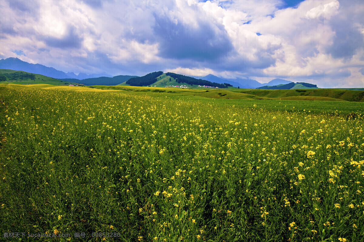 油菜花田