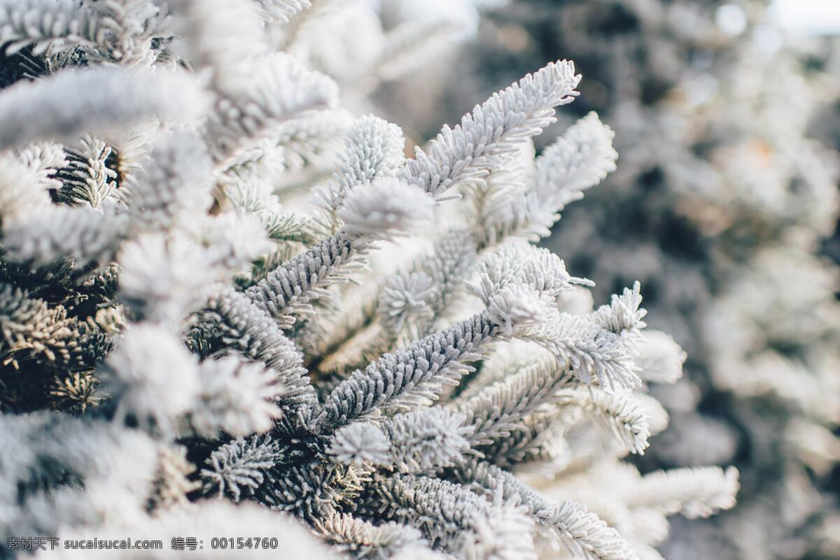 大雪 覆盖 雪松 白雪 美景 冬日 冬季 自然生物 生物世界 树木树叶