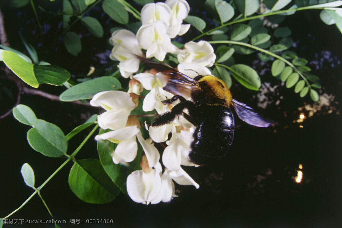 花朵 上 采 蜜 蜜蜂 小蜜蜂 采蜜 美丽鲜花 花丛 动物世界 昆虫世界 花草树木 生态环境 生物世界 野外 自然界 自然生物 自然生态 高清图片 自然 植物 户外 黑色