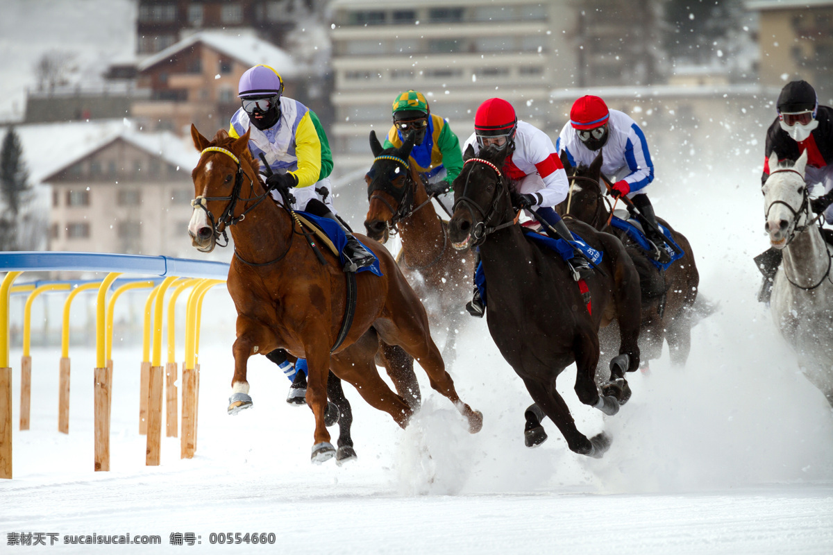 赛马 马 奔马 驯马 奔跑 狂奔 马年素材 雪地 白雪 比赛 冬季赛马 动物世界 生物世界 体育运动 文化艺术
