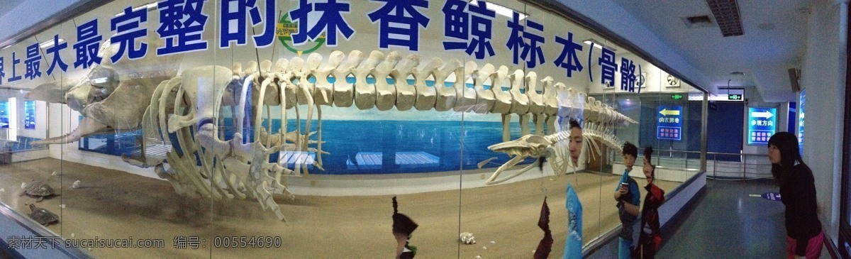 厦门 海洋馆 抹香鲸 骨架 生物世界 鱼类 鲸鱼骨架 鲸鱼标本 抹香鲸标本