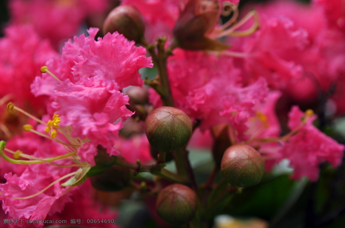 紫薇花 特写 小红花 花果 花瓣 花蕊 鲜艳 开放 美化环境 花草摄影 花草 生物世界