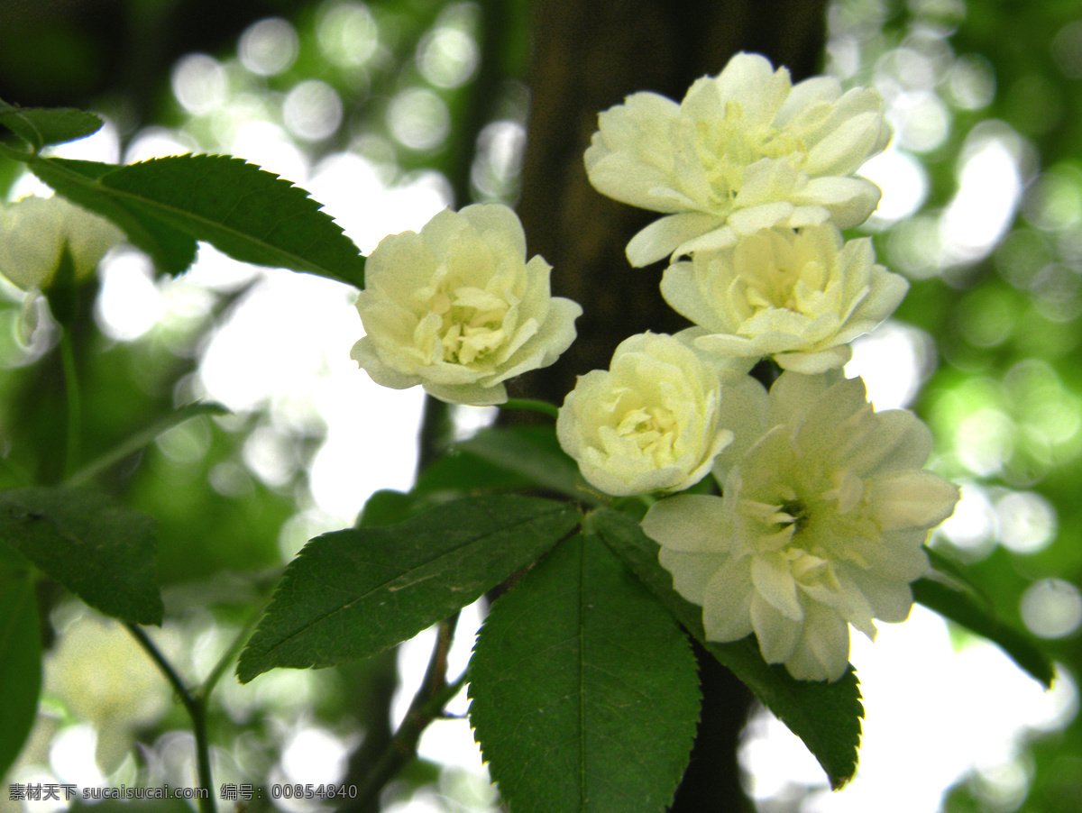 木香花 七里香 白色 盛开 花草 生物世界