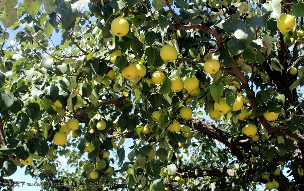 梨满枝头 梨子 水果 果实 梨树 果树 梨园 梨园风光 生物世界 树木树叶