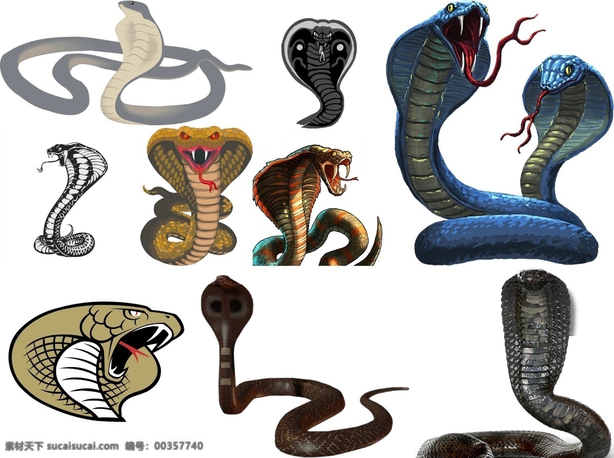 眼镜蛇 免 扣 高清 素材图片 眼镜蛇png 眼镜蛇psd 眼镜蛇素材 动物 各种 生物世界 野生动物