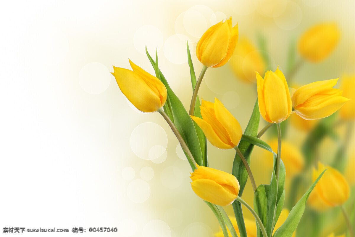 黄色 花朵 黄色花朵 花卉 鲜花 花 花束 鲜艳 艳丽 植物 花草 鲜花摄影 盛开 花草树木 生物世界
