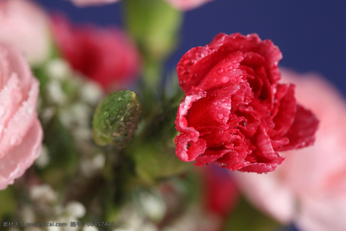 美丽的康乃馨 玫瑰花 植物花朵 美丽鲜花 漂亮花朵 花卉 鲜花摄影 花草树木 生物世界 红色