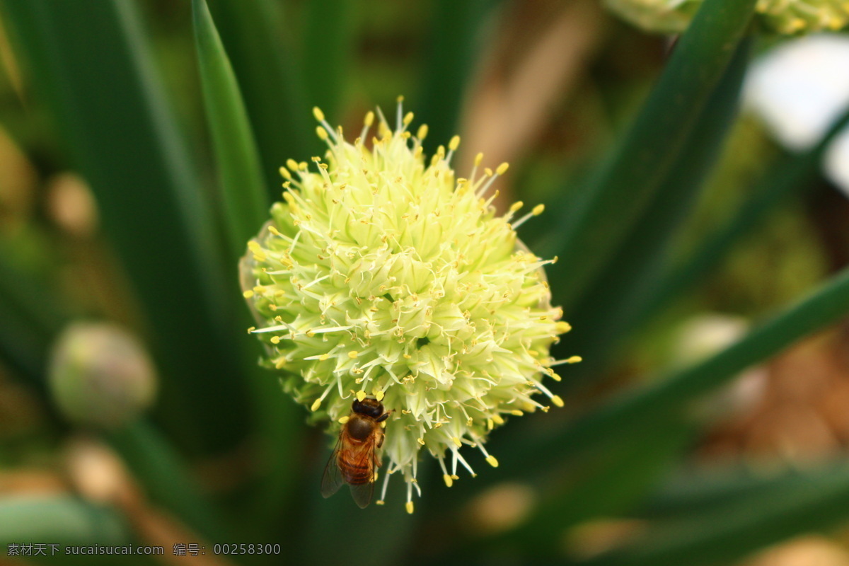 葱花 菜园 菜地 种植 开花 花朵 植物 蔬菜 蜜蜂 昆虫 花草 生物世界