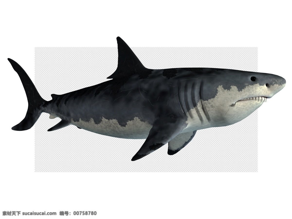 鲨鱼图片 鲨鱼 鲨 鱼 海底动物 透明底 动物 免抠图 psd分层图 分层图 免扣 透明 透明背景 分层