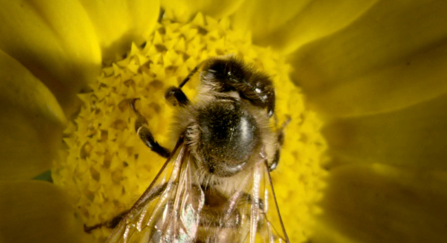 蜜蜂 采 花粉 高清视频 视频素材 蜜蜂采花粉 实拍视频