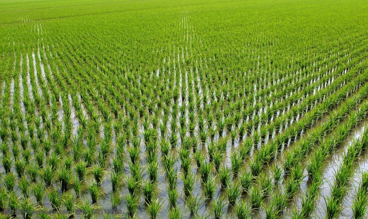 水稻 秧苗 秧田 田园风光 自然景观