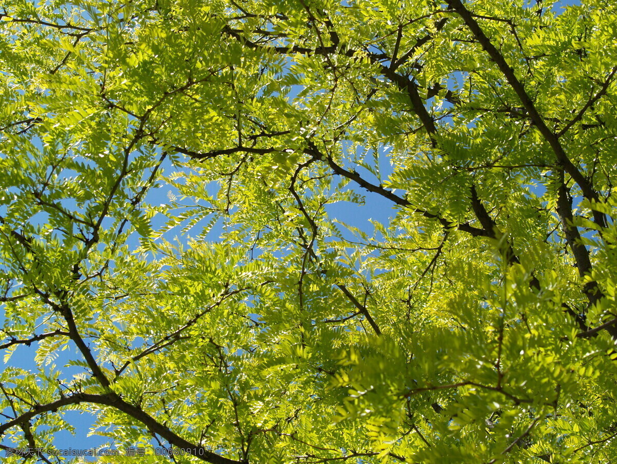 绿叶 树叶 树木 树枝 子叶 绿树成荫 枝干 树干 绿色 树林 树木树叶 植物 摄影图片 摄影素材 高清素材 生物世界