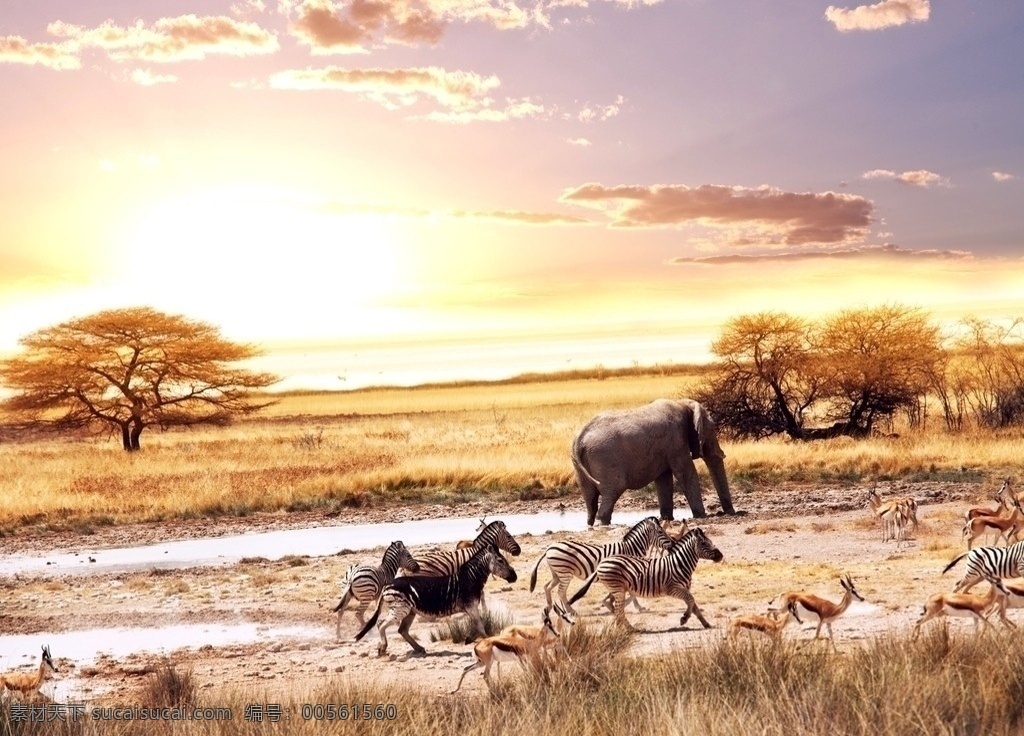 非洲草原 非洲 斑马 大象 铃羊 奔跑 阳光 霞光 秋天 金色 天空 广阔 自然风景 自然景观