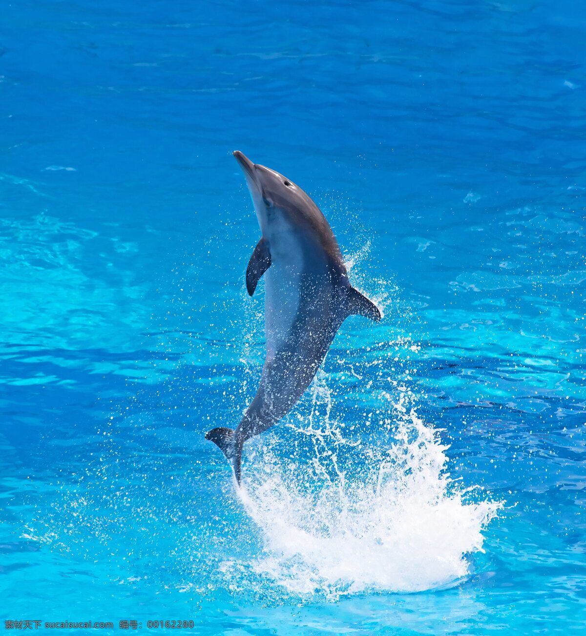 海豚 海洋动物 野生动物 高清 动物摄影 生物世界
