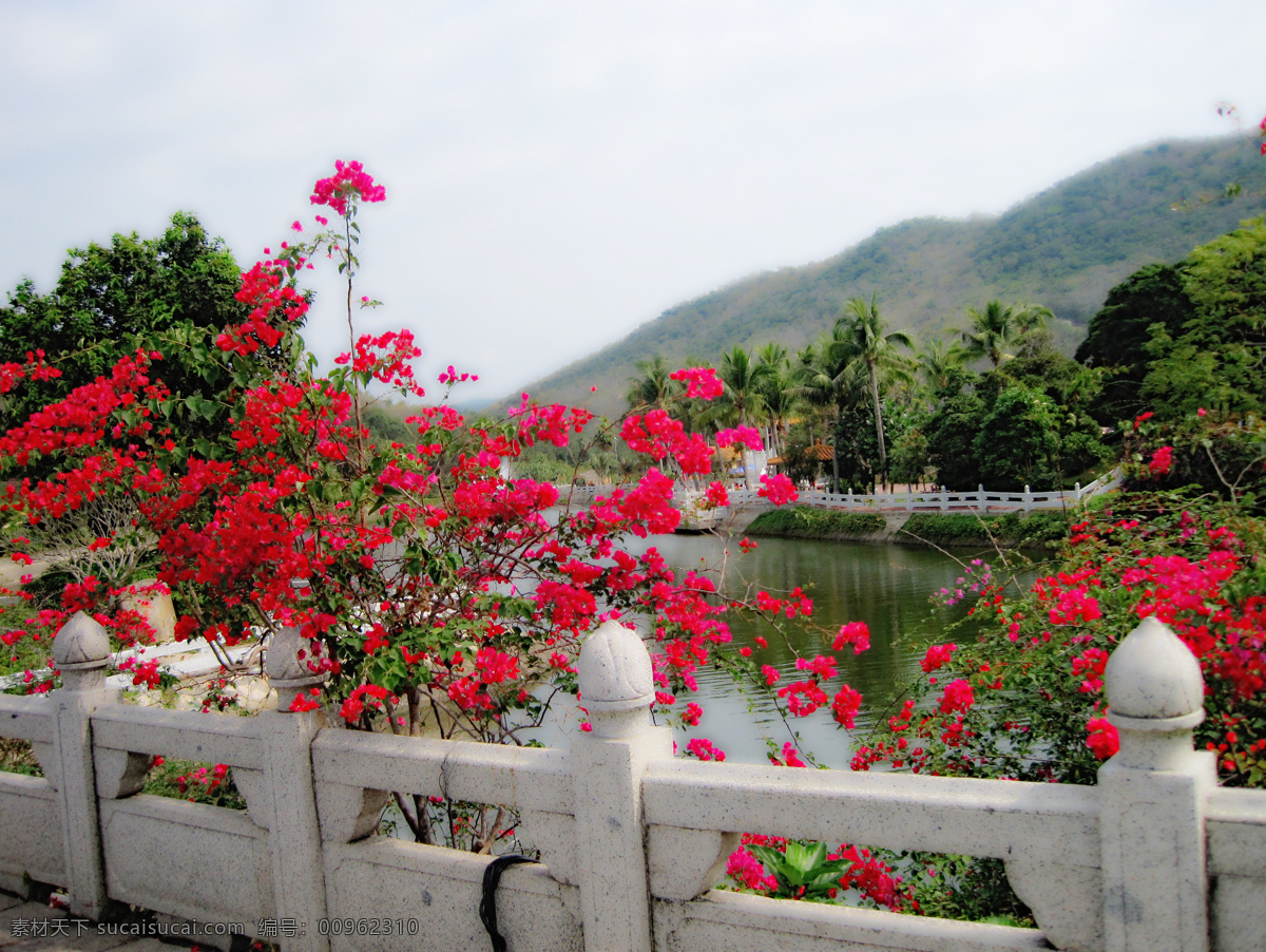 亚龙湾 热带 植物 天堂 春天 花 风景 生活 旅游餐饮