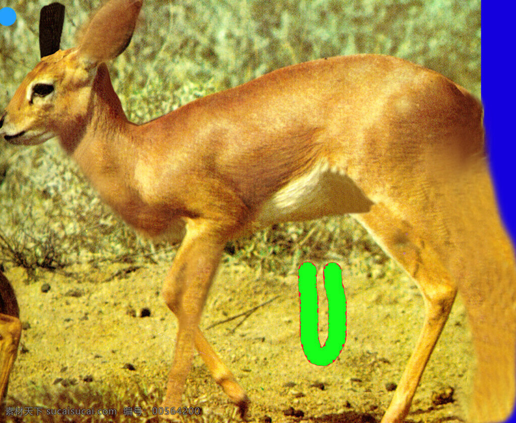 deer 小鹿 fallow 鹿 动物模型 陆生动物 3d模型素材 动植物模型