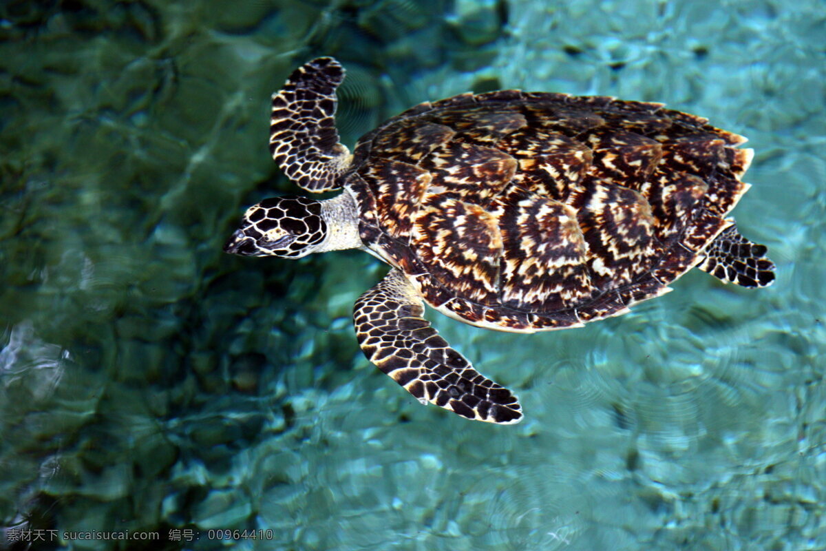 玳瑁 海龟 热带海洋 热带海底世界 水族馆 海鱼 海洋生物 生物世界