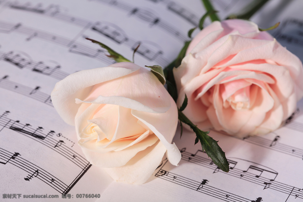 五线谱 上 粉色 玫瑰花 花朵花卉 美丽花朵 鲜花乐谱 五线音谱 音乐 花草树木 生物世界