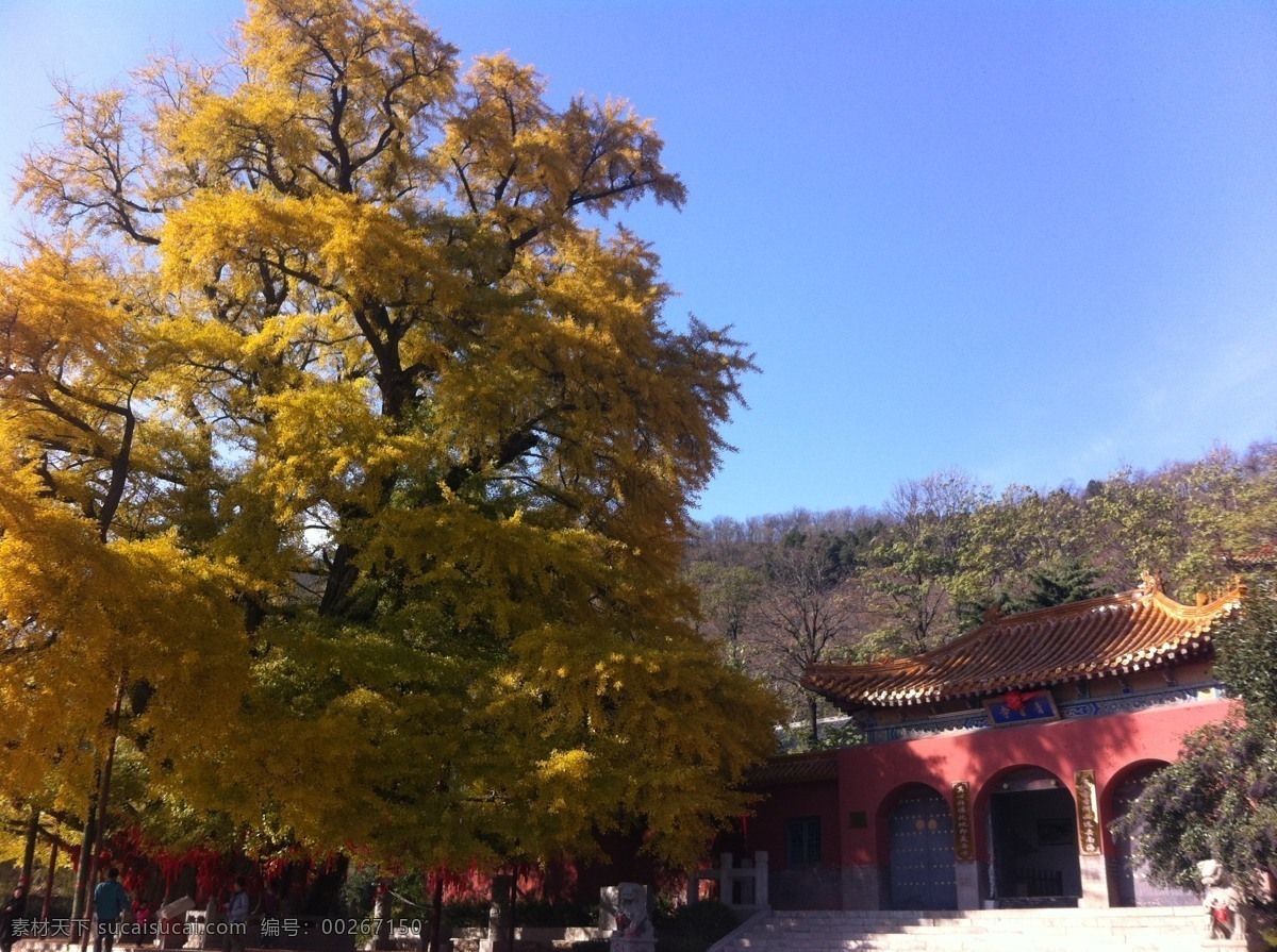 城顶山银杏树 城顶山 银杏 树 安丘 山 旅游摄影 国内旅游