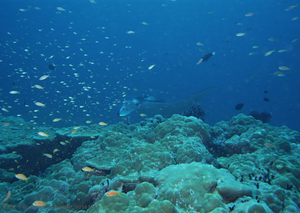 海洋生物 海底世界 海洋 礁石 生物世界 鱼 鱼类 珊蝴礁石 珊蝴 海底景色