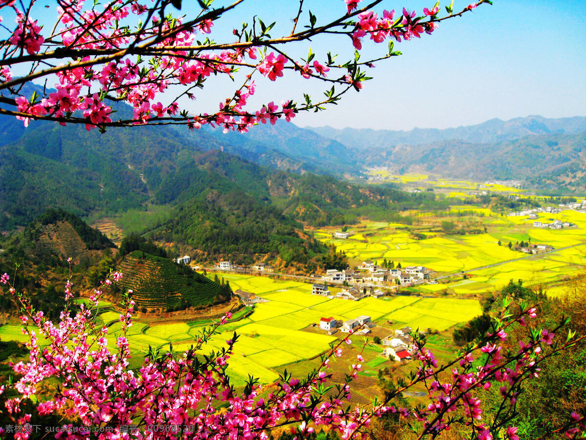 春 春季 春天 粉红 风光 金黄 景点 群山 春满 古村 春满古村 桃花 油菜花 徽居 山村 早晨 山地 田园 柯村 茅山岭 田园风光 自然景观 psd源文件