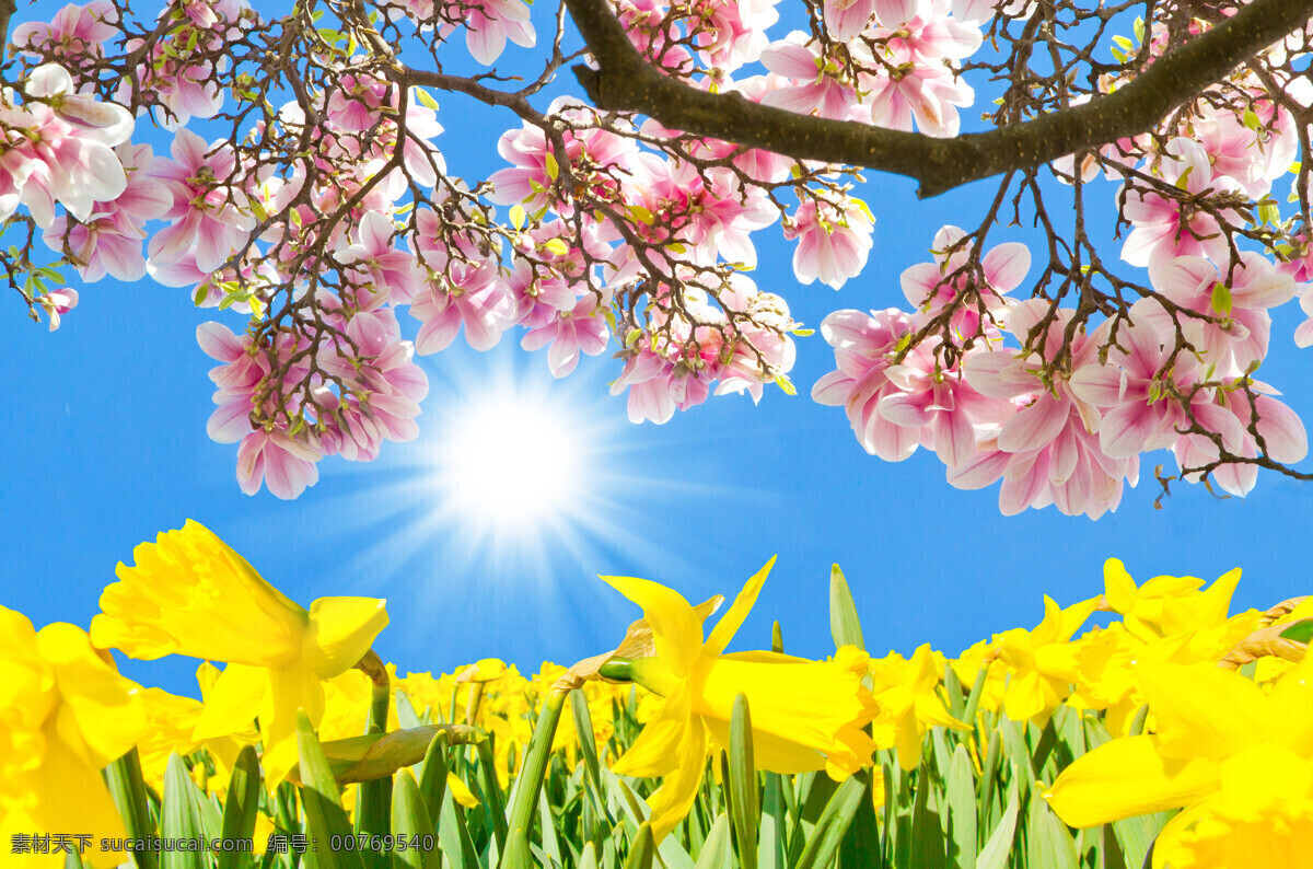 春日花朵 春日阳光 春天 春日景色 春日风景 花朵 粉色花朵 生物世界 花草