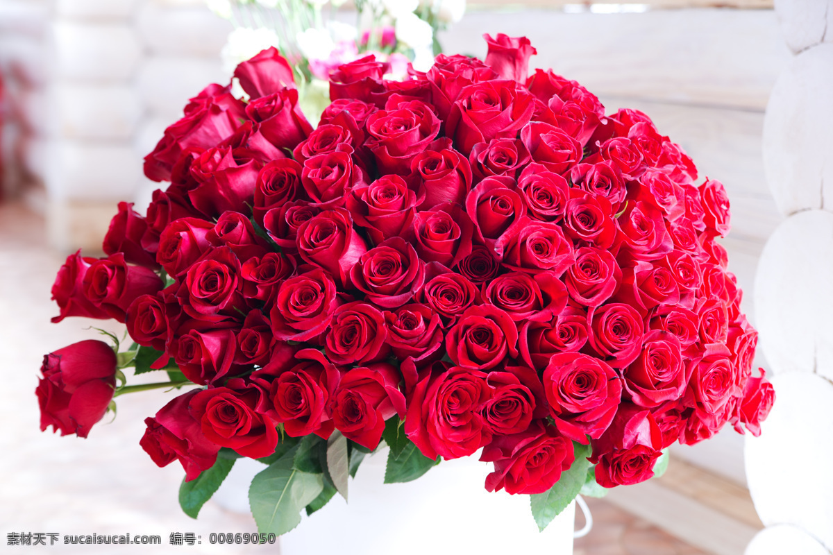 红色 玫瑰 花束 红玫瑰 玫瑰花 装饰 植物 花卉 月季花 束鲜花 鲜花 520 情人节 红色玫瑰 生物世界 花草