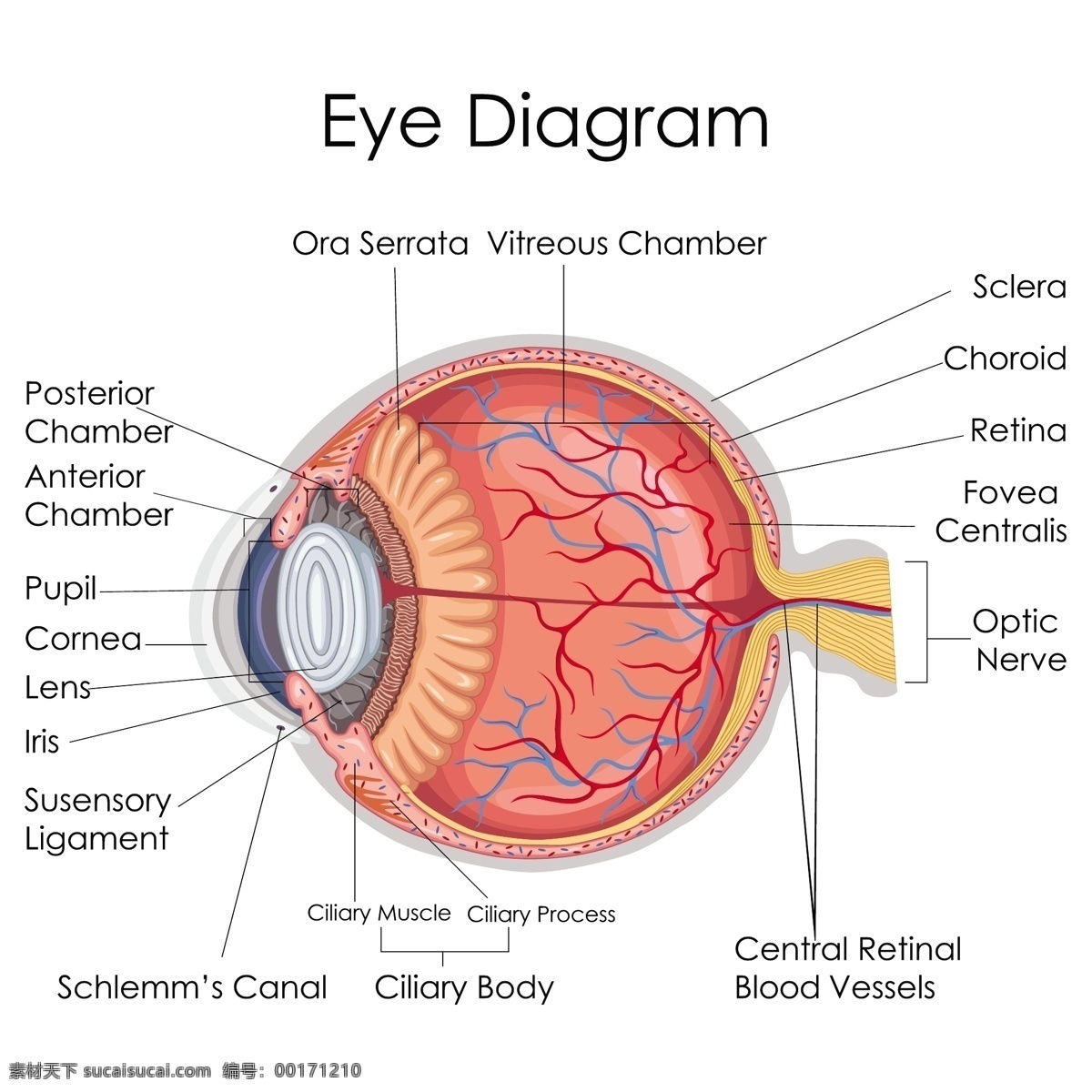 眼球结构 眼球 眼珠 人体器官 剖面图 医疗 卫生 医学 人体解剖 解剖图 医疗教学 器官示意图 胃部 脏器 胰腺 泌尿系统 大脑 眼睛 脑部 肾脏