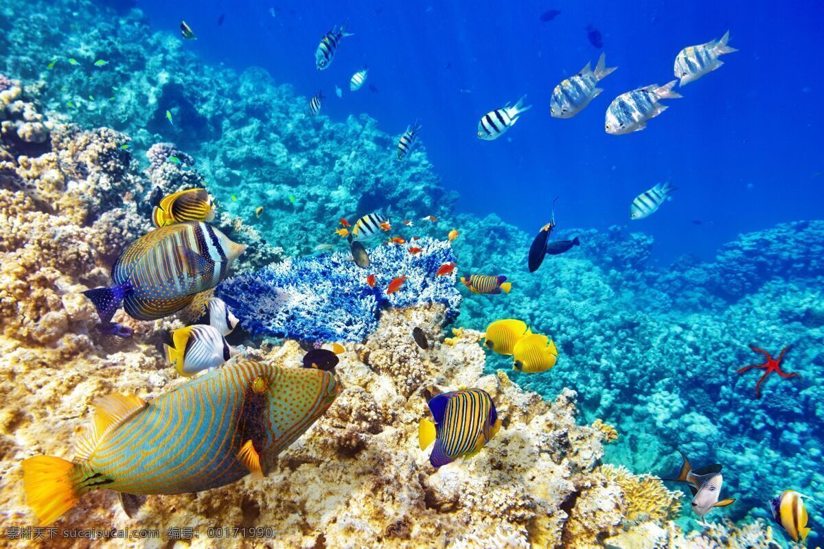 海底世界 海底 热带鱼 珊瑚 海星 蓝色地球 生态 浅海 动物世界 生物世界 海洋生物