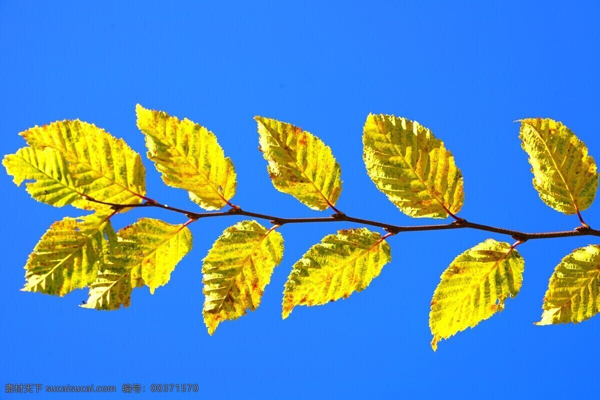 秋叶 树叶 秋天的树叶 黄色树叶 叶子 黄色叶子 自然景观 自然风景