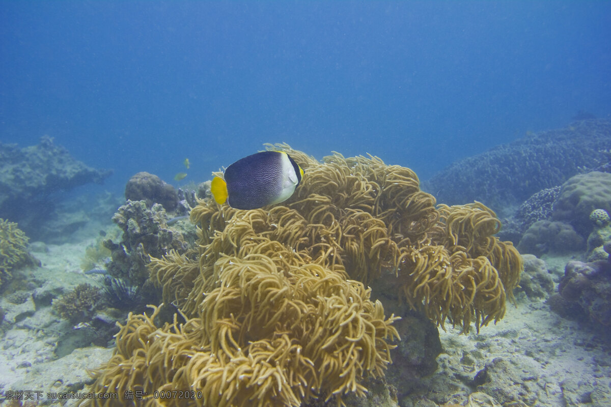 沙巴 海景 风光图片 海水 海洋生物 马来西亚 潜水 珊瑚 生物世界 沙巴海景风光 鱼群 海底景观 风景 生活 旅游餐饮