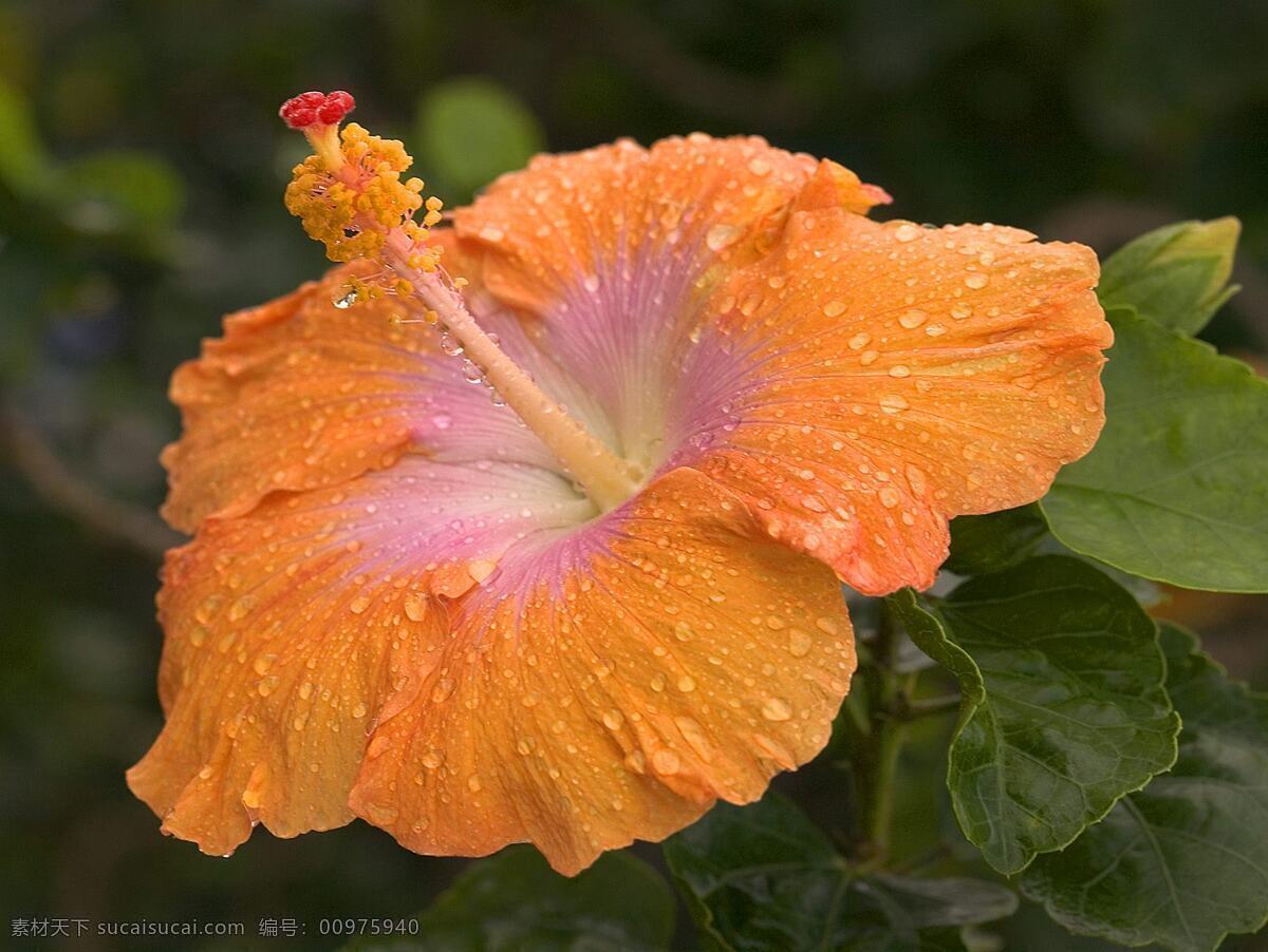 壁纸素材 高清壁纸 高清晰 花 花草 摄影图库 高清 壁纸图片 水滴 植物 生物世界