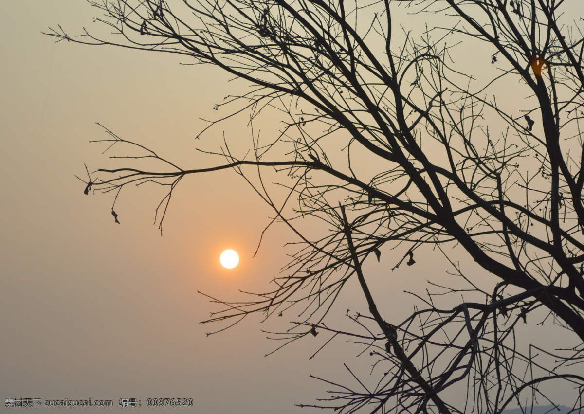 树枝与夕阳 树枝 剪影 夕阳西下 太阳 天空 户外 自然风景 自然景观