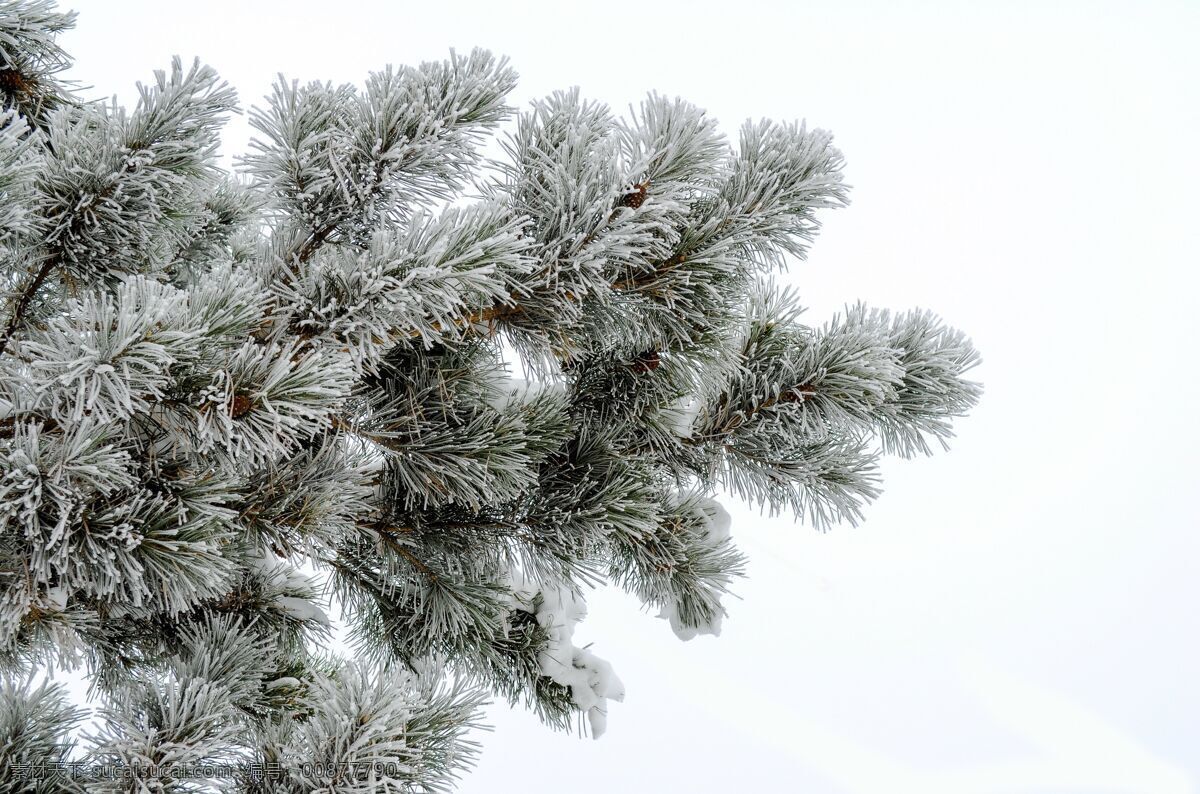 雪松枝图片 松枝 雾凇 雪松 松树 树木 冬天 冬季 雪 分享 摄
