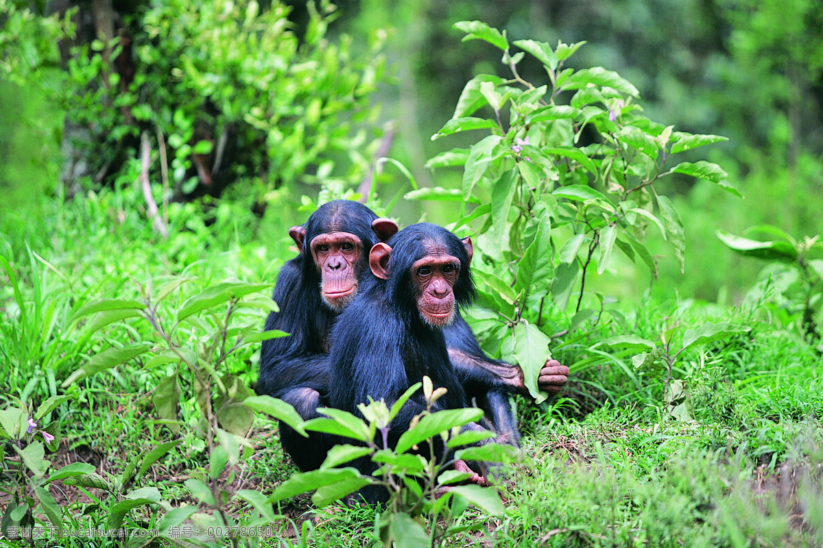 两 只 相互 依偎 猩猩 动物 野生动物 森林 亲密 陆地动物 生物世界