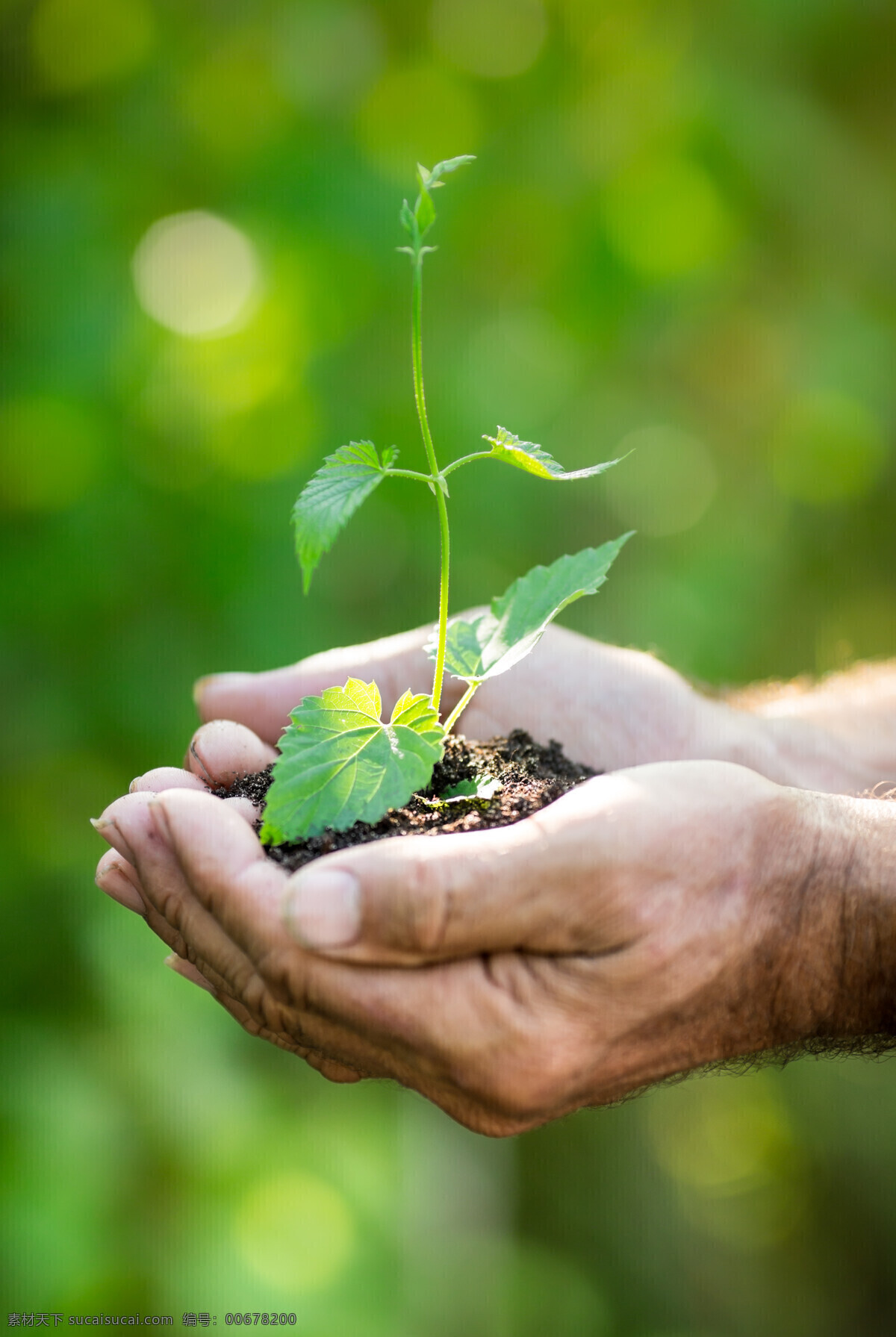 双手 捧 泥土 植物 幼苗 花草树木 土壤 其他类别 环境家居 绿色