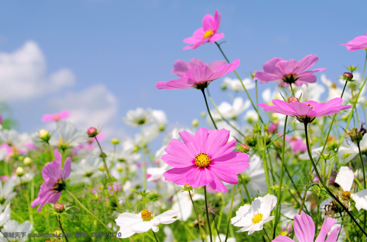 野外鲜花 野外 鲜花 粉色鲜花 蓝天 白色花朵 花蕊 花丛 花草 生物世界