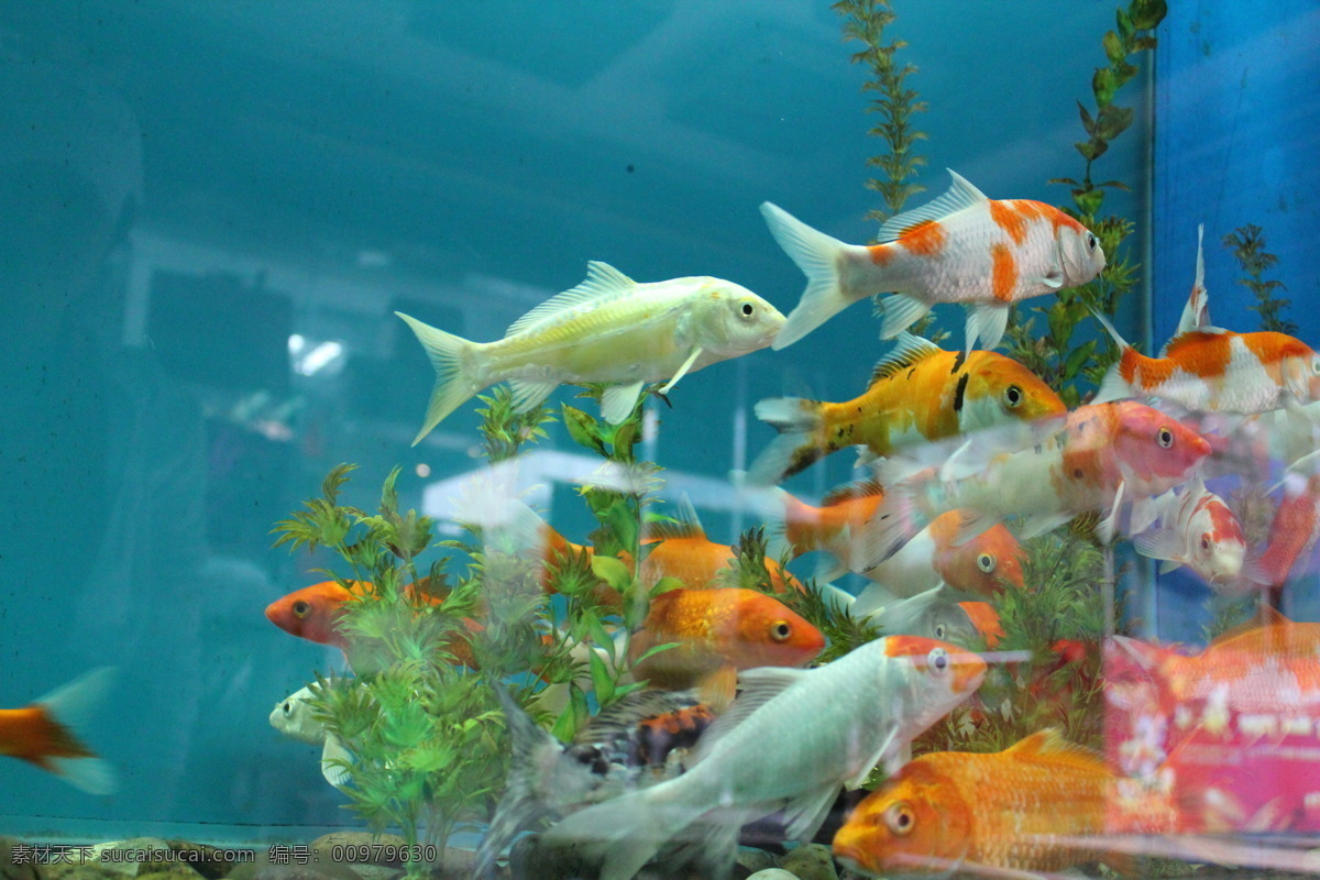 水箱免费下载 金鱼 蓝色 鲤鱼 生物世界 水草 鱼类 水箱 海世界 多彩鱼