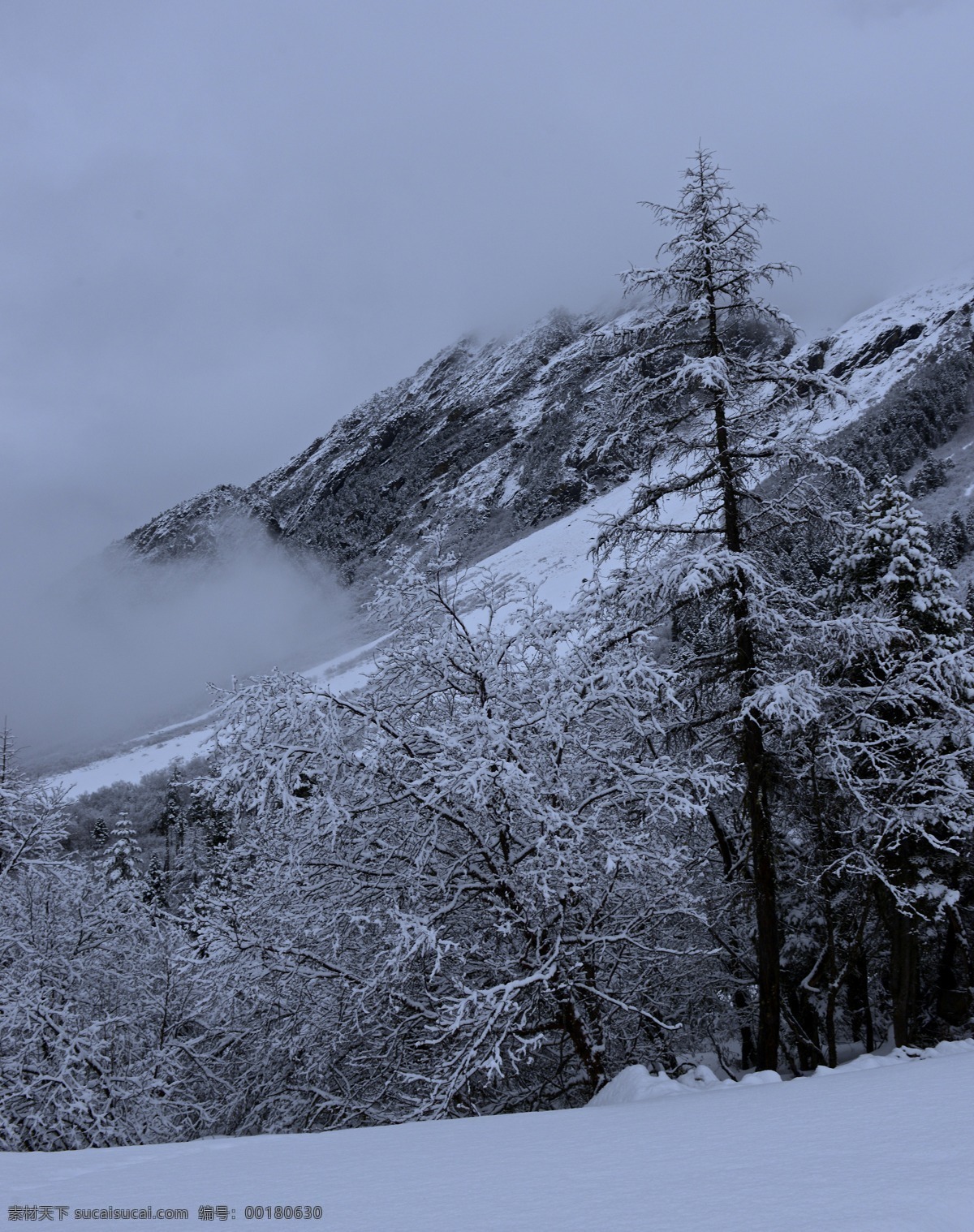 墨脱 西藏 3月 雪山 寒树 自然风景 旅游摄影