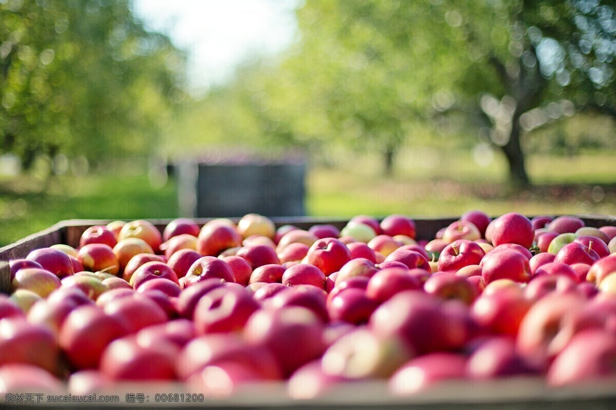 果农 运输 新鲜 苹果 新鲜的苹果 一堆苹果 自然 绿色食品 秋季 秋天 水果 树 收获的草果 成熟的苹果 健康 红苹果图片 果农运输 新鲜苹果 生物世界
