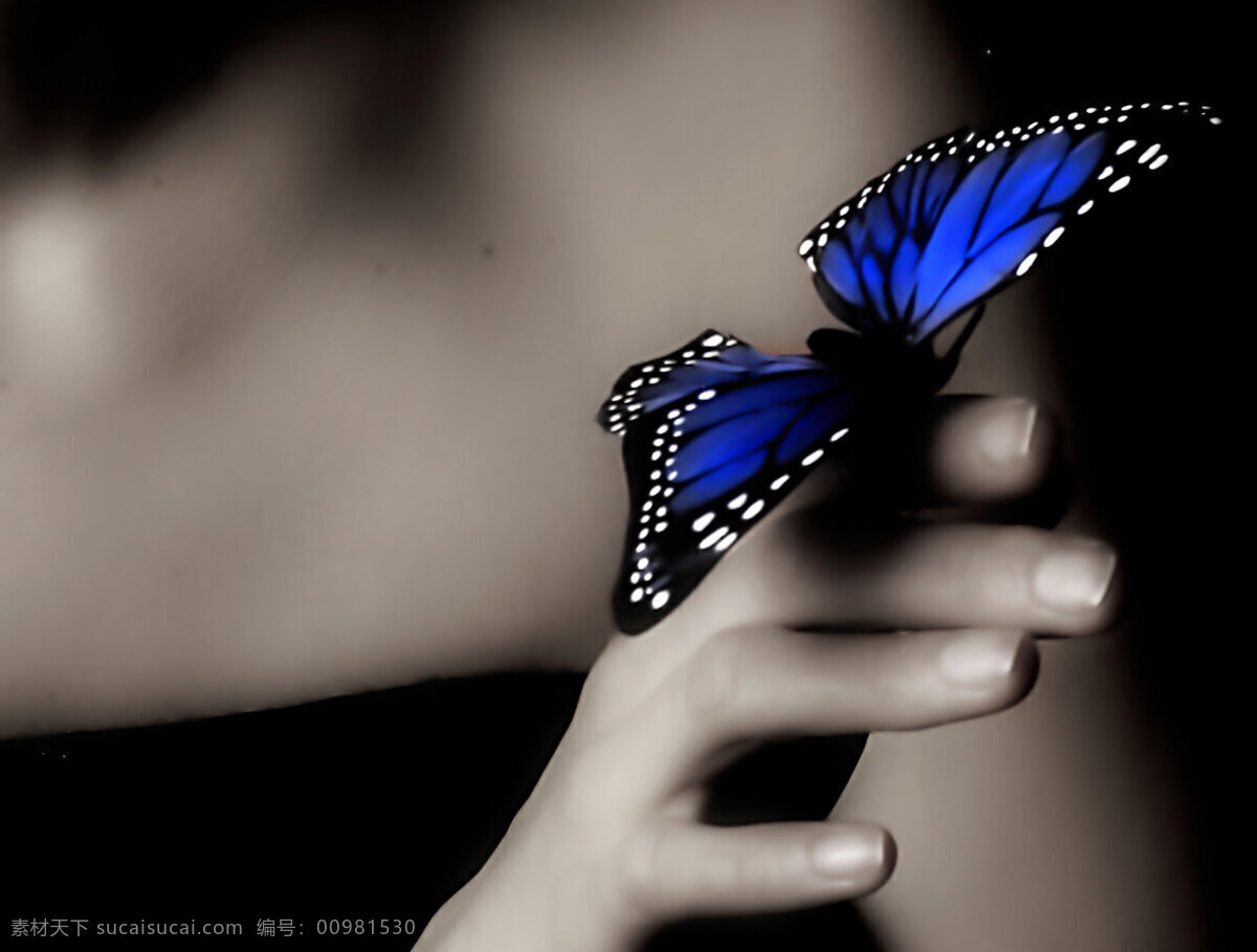 蓝色 蝴蝶 翅膀 昆虫 蓝色蝴蝶 美丽 人 摄影图库 手 手指 生物世界 psd源文件