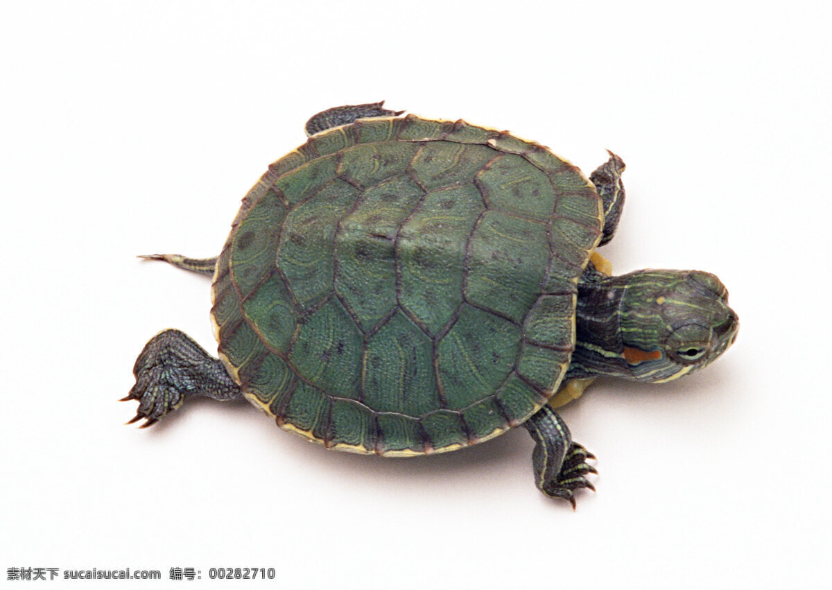 乌龟 带路径 小乌龟 巴西龟 摄影图库