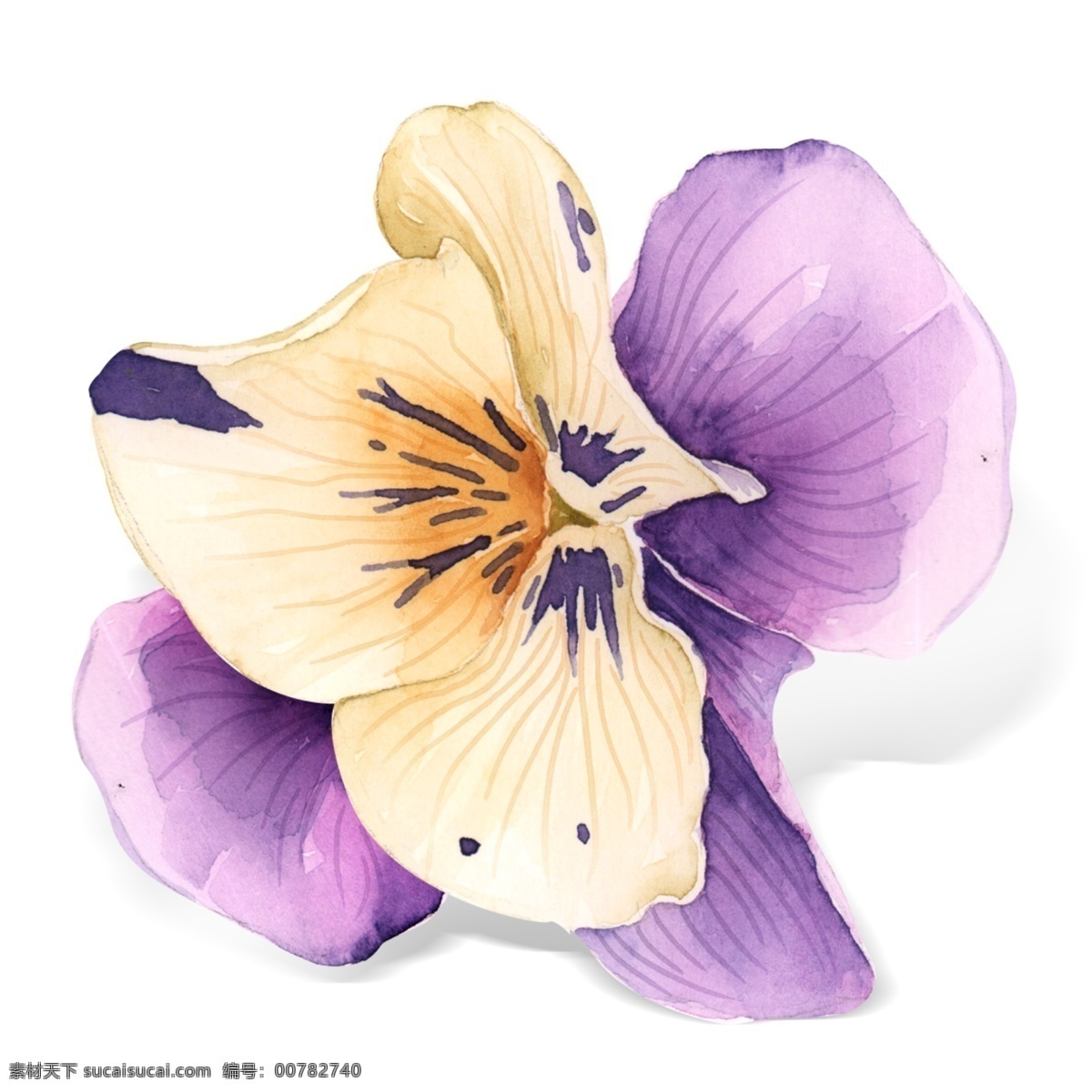 水彩 手绘 兰花 植物 花瓣 元素 水彩花 手绘兰花 植物花瓣 花瓣元素