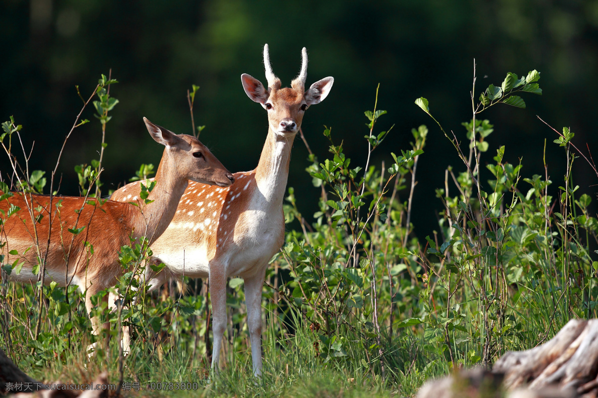 两 只 梅花鹿 小鹿 动物 野生动物 动物世界 陆地动物 动物摄影 生物世界 黑色