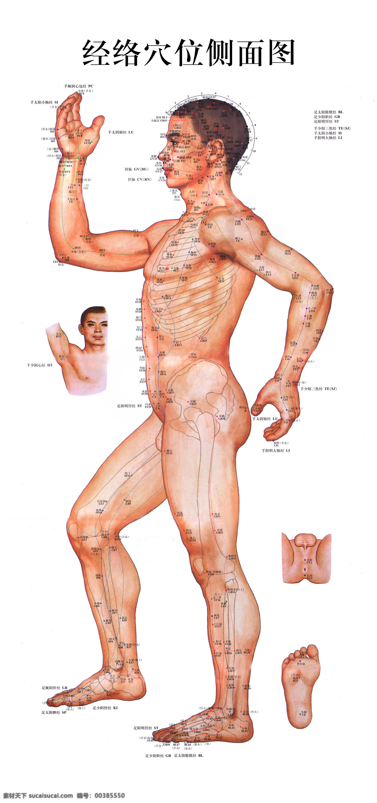 经络挂图 人体 健康 脉络 穴位 医疗 分层素材