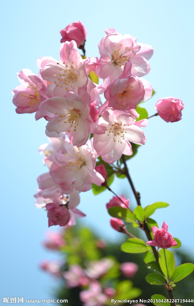 垂丝海棠花 海棠 花朵 春天的花 春天 花草 春天的海棠 垂丝海棠 海棠花蕾 海棠花苞 海棠花朵 生物世界