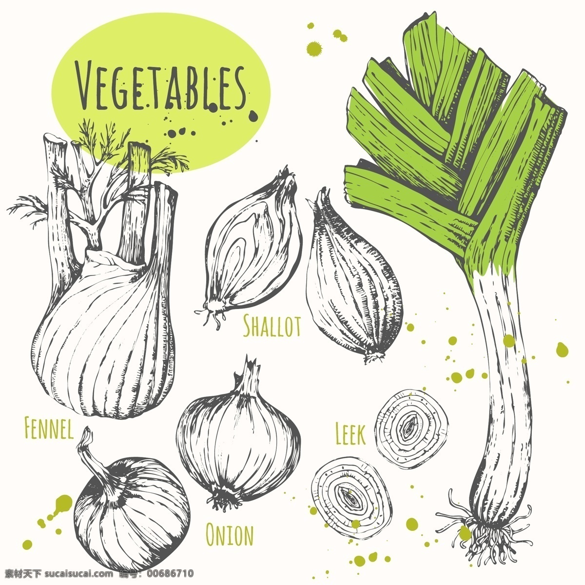 手绘 调味 蔬菜 插画 素描 大蒜 大葱 洋葱